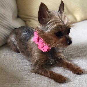 Meet your Posher, Veronica